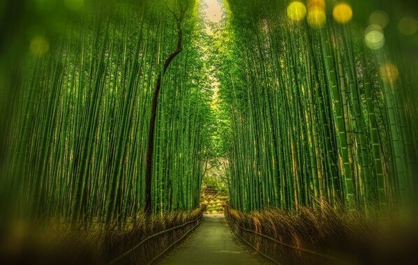 bamboo growth